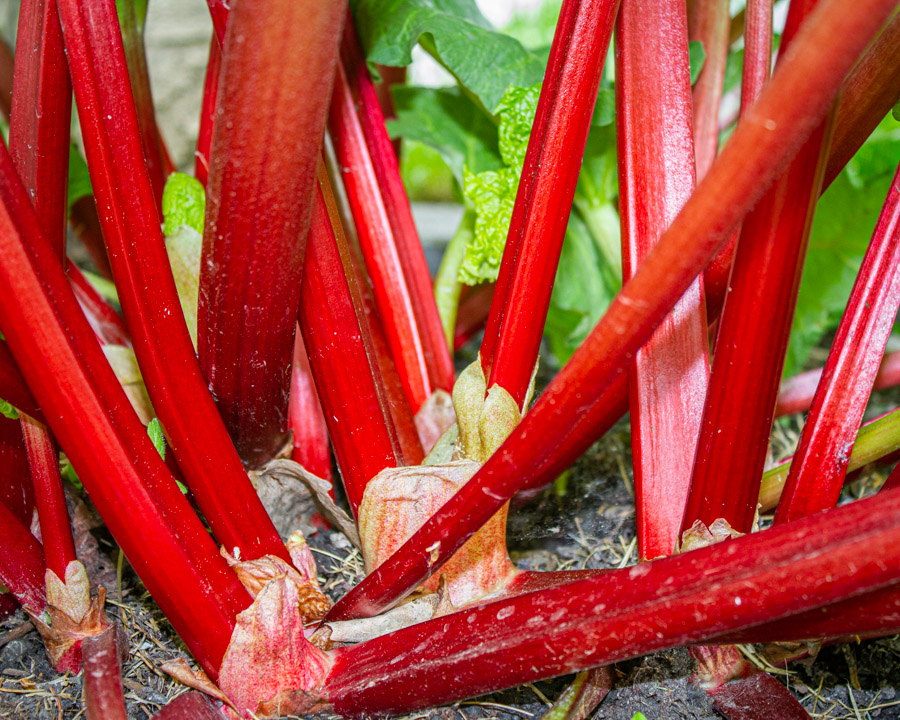 Rhubarb - Canada Red – Calgary Plants