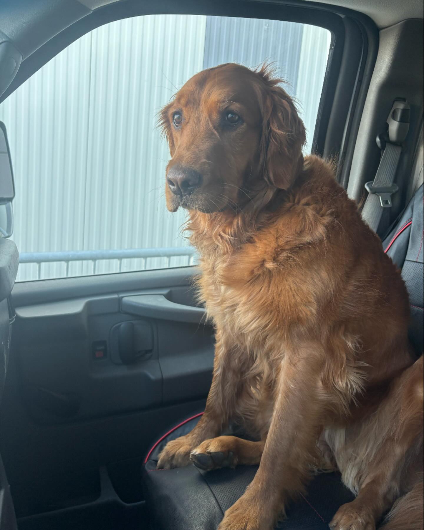 The delivery assistant is questioning our forklifting and loading dock abilities… 

#cutcooking #cutflour #deliverytruck #loadingdocks #dognothelping